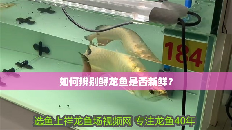 如何辨別鱘龍魚是否新鮮？