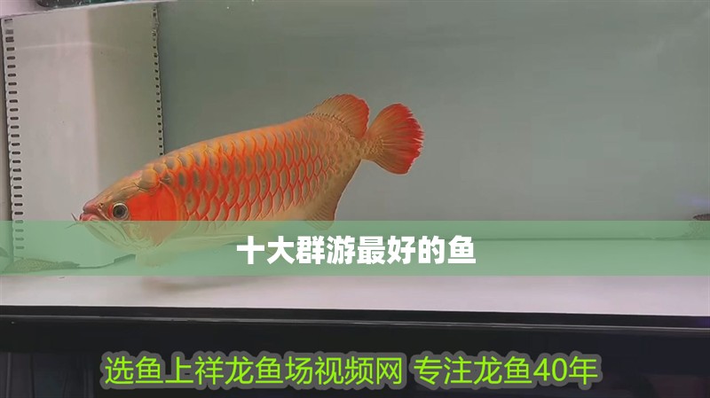 十大群游最好的魚
