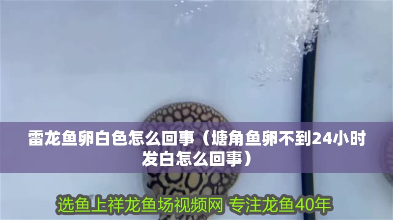 雷龍魚卵白色怎么回事（塘角魚卵不到24小時發(fā)白怎么回事）