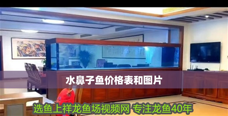 水鼻子魚價格表和圖片