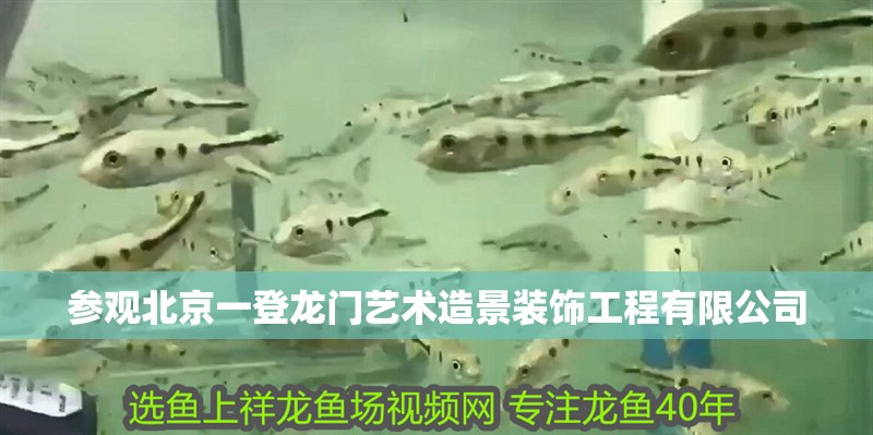參觀北京一登龍門藝術(shù)造景裝飾工程有限公司