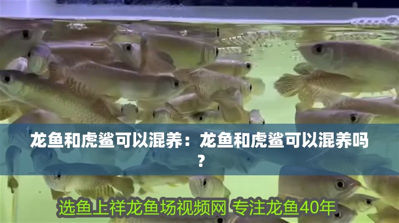 龍魚和虎鯊可以混養：龍魚和虎鯊可以混養嗎？