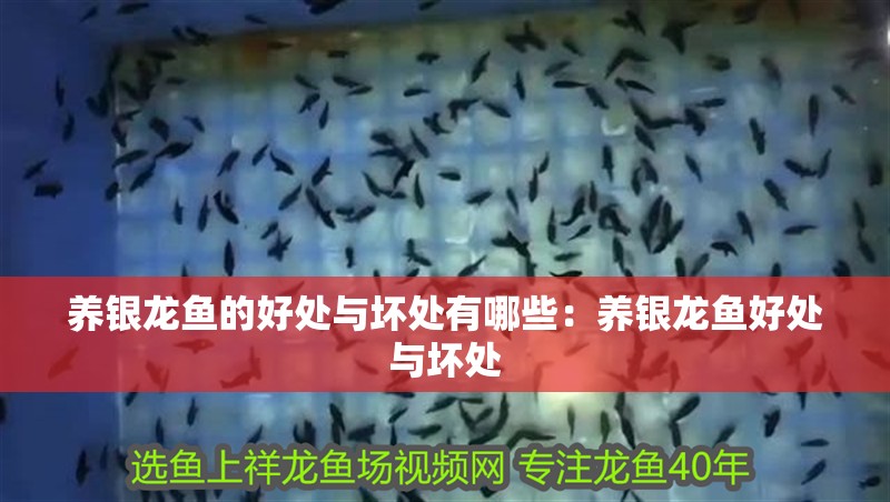 養銀龍魚的好處與壞處有哪些：養銀龍魚好處與壞處