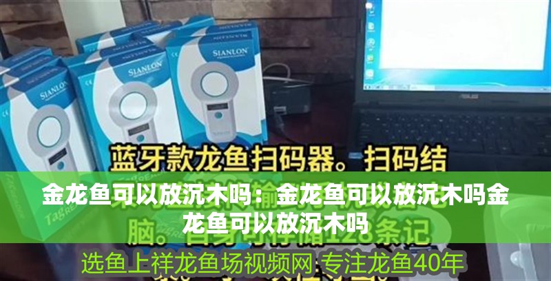 金龍魚可以放沉木嗎：金龍魚可以放沉木嗎金龍魚可以放沉木嗎