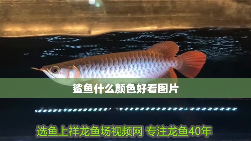 鯊魚什么顏色好看圖片