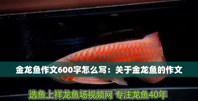 金龍魚作文600字怎么寫：關于金龍魚的作文