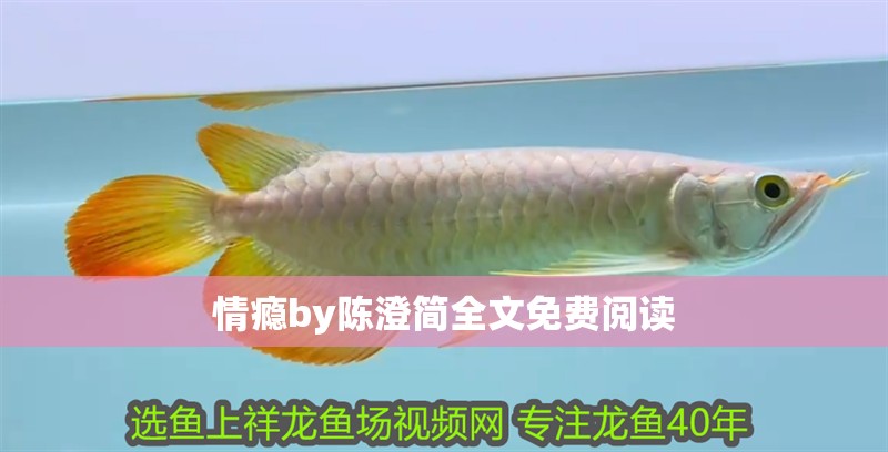 情癮by陳澄簡全文免費閱讀