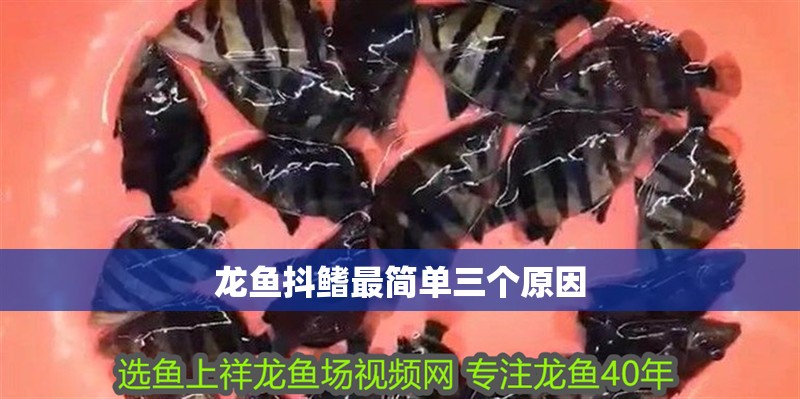 龍魚抖鰭最簡單三個原因