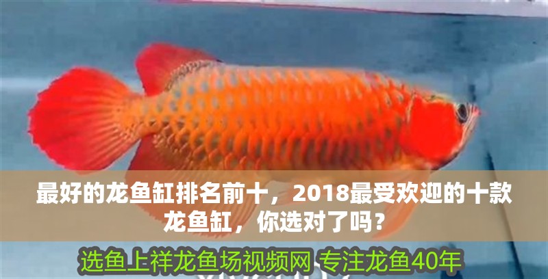 最好的龍魚缸排名前十，2018最受歡迎的十款龍魚缸，你選對了嗎？
