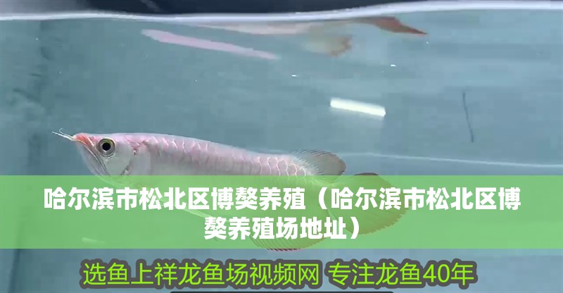 哈爾濱市<strong><mark>松北</mark></strong>區博獒養殖（哈爾濱市<strong><mark>松北</mark></strong>區博獒養殖場地址）