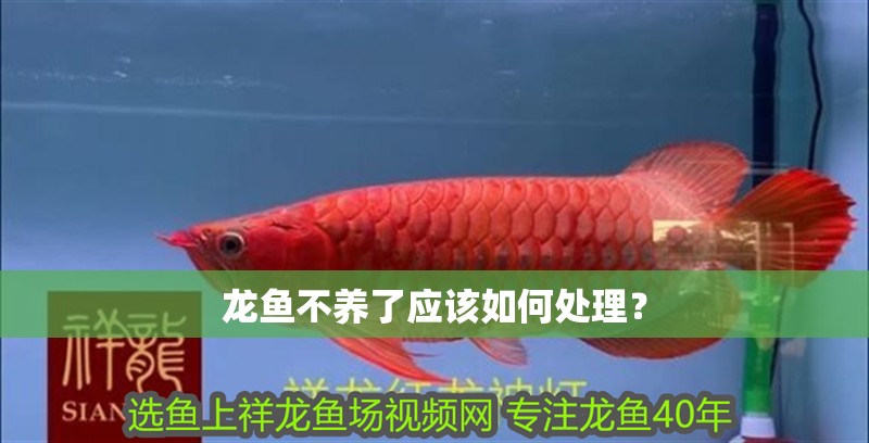 龍魚不養(yǎng)了應該如何處理？