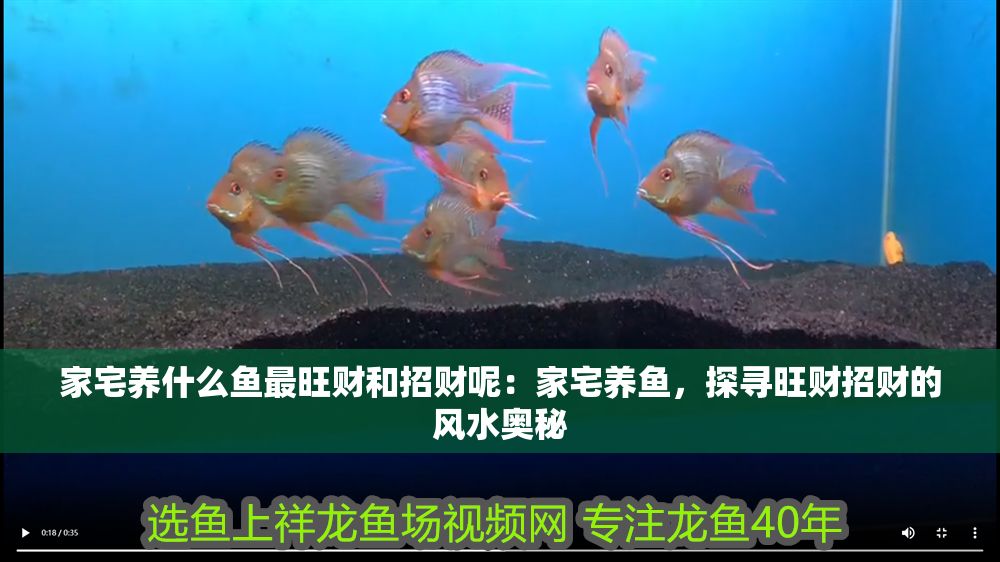 家宅養(yǎng)什么魚最旺財(cái)和招財(cái)呢：家宅養(yǎng)魚，探尋旺財(cái)招財(cái)?shù)娘L(fēng)水奧秘