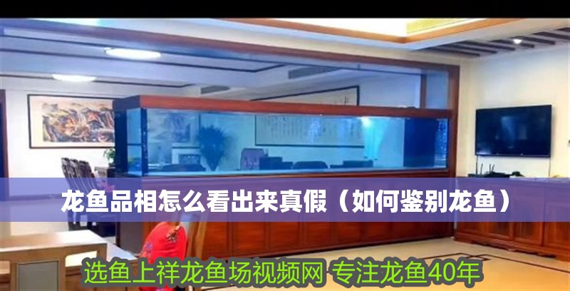 龍魚品相怎么看出來真假（如何鑒別龍魚）