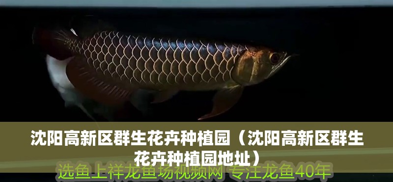 沈陽高新區群生花卉種植園（沈陽高新區群生花卉種植園地址）