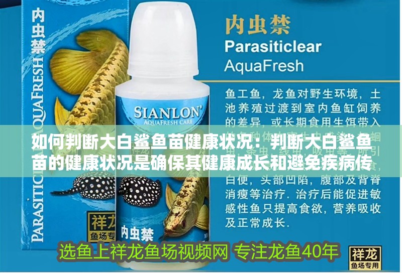 如何判斷大白鯊魚苗健康狀況：判斷大白鯊魚苗的健康狀況是確保其健康成長和避免疾病傳播的關鍵