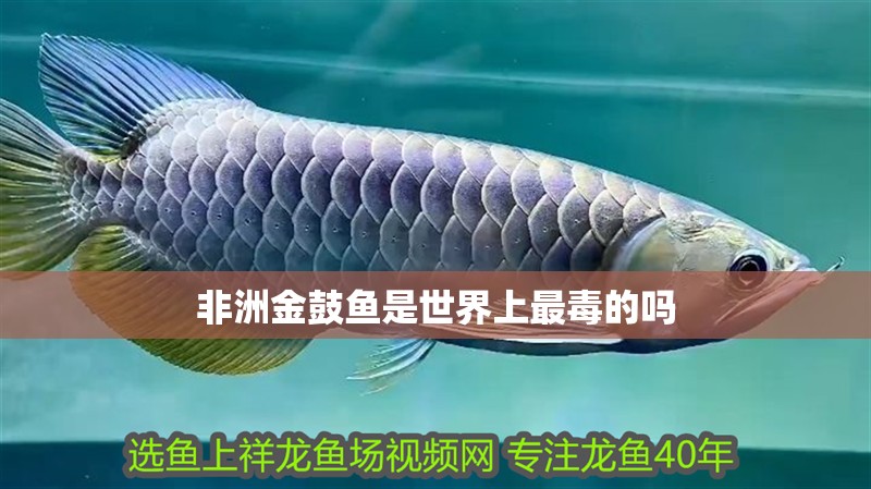 非洲金鼓魚是世界上最毒的嗎