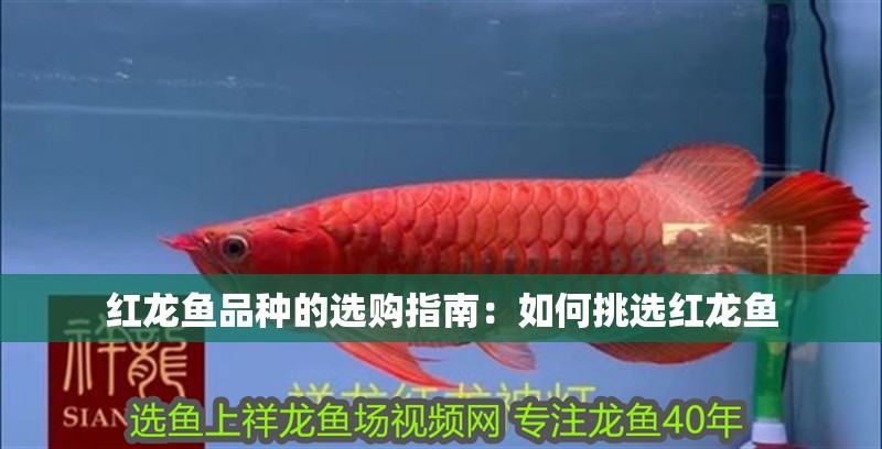 紅龍魚品種的選購指南：如何挑選紅龍魚