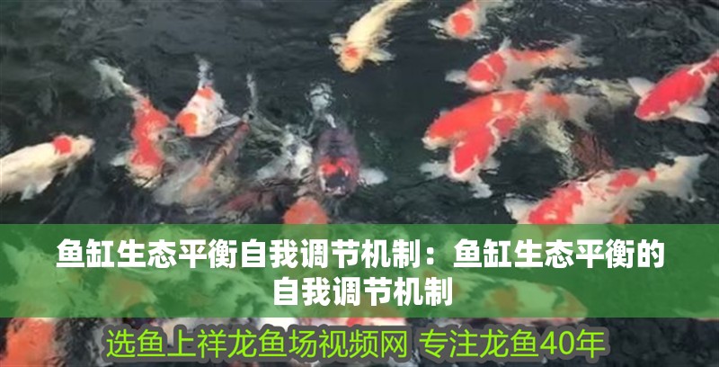 魚(yú)缸生態(tài)平衡自我調(diào)節(jié)機(jī)制：魚(yú)缸生態(tài)平衡的自我調(diào)節(jié)機(jī)制
