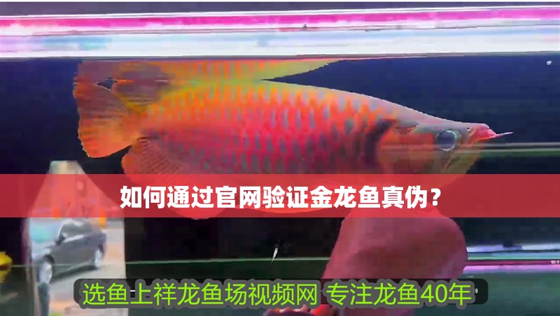 如何通過官網驗證金龍魚真偽？