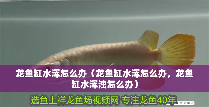 龍魚缸水渾怎么辦（龍魚缸水渾怎么辦，龍魚缸水渾濁怎么辦）
