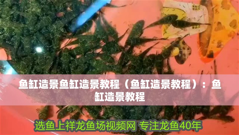 魚缸造景魚缸造景教程（魚缸造景教程）：魚缸造景教程