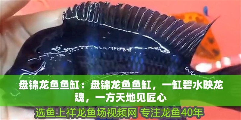 盤錦龍魚魚缸：盤錦龍魚魚缸，一缸碧水映龍魂，一方天地見匠心