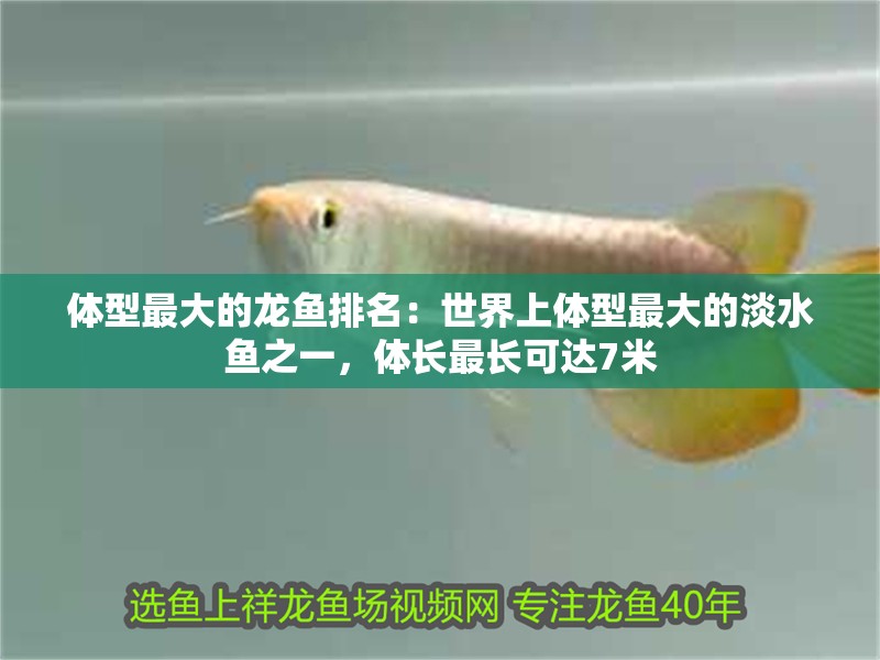 體型最大的龍魚排名：世界上體型最大的淡水魚之一，體長最長可達7米
