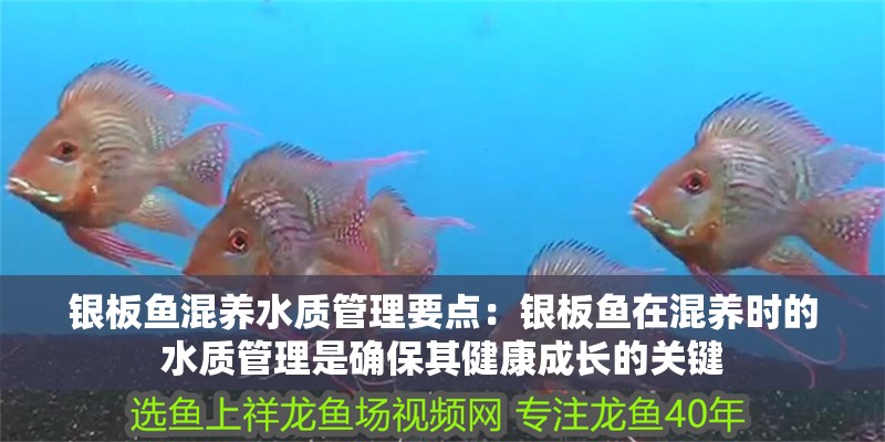 銀板魚混養水質管理要點：銀板魚在混養時的水質管理是確保其健康成長的關鍵