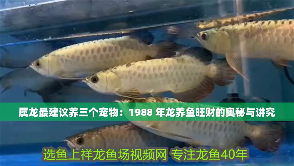 屬龍最建議養三個寵物：1988 年龍養魚旺財的奧秘與講究