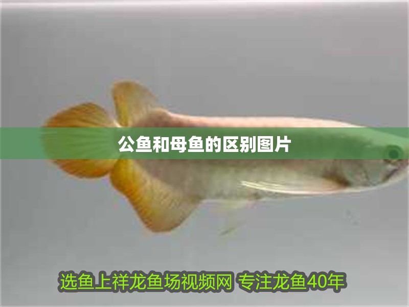 公魚和母魚的區別圖片 公魚和母魚的區別圖片 龍魚論壇