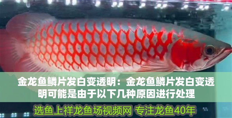 金龍魚鱗片發白變透明：金龍魚鱗片發白變透明可能是由于以下幾種原因進行處理