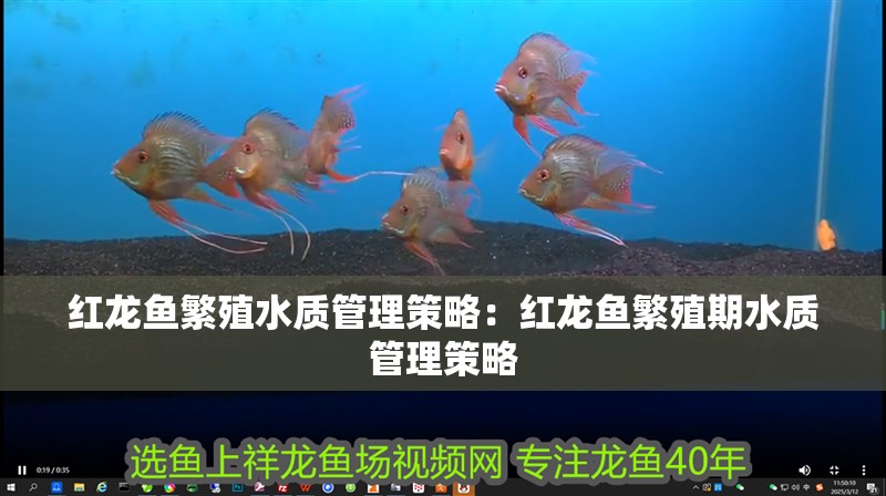 紅龍魚繁殖水質管理策略：紅龍魚繁殖期水質管理策略