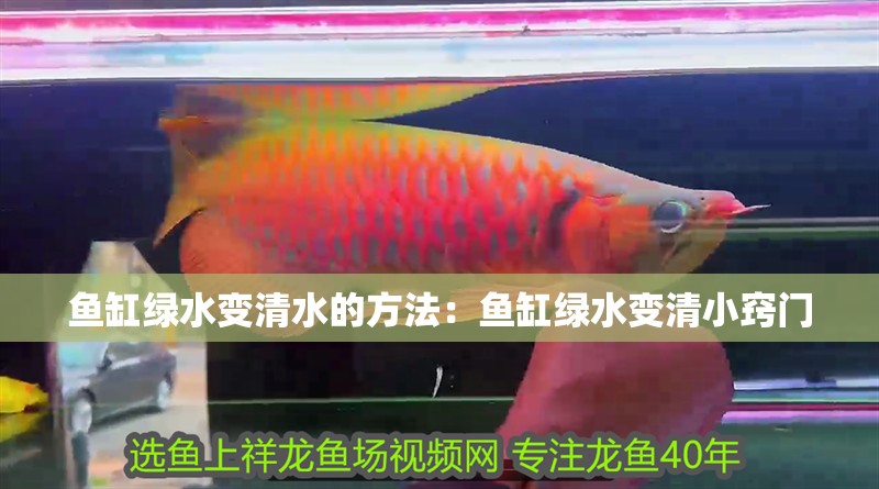 魚缸綠水變<strong><mark>清水</mark></strong>的方法：魚缸綠水變清小竅門