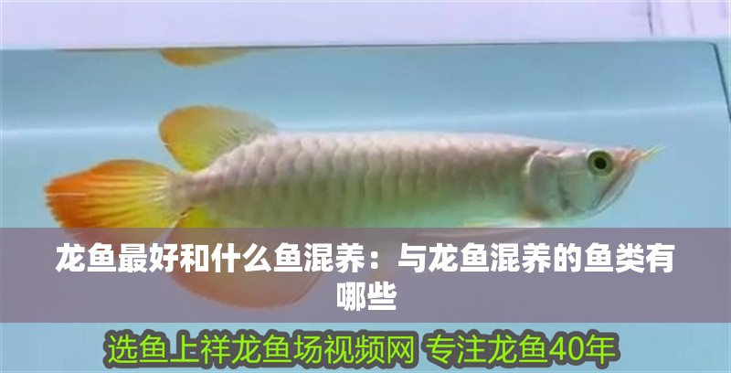 龍魚最好和什么魚混養：與龍魚混養的魚類有哪些