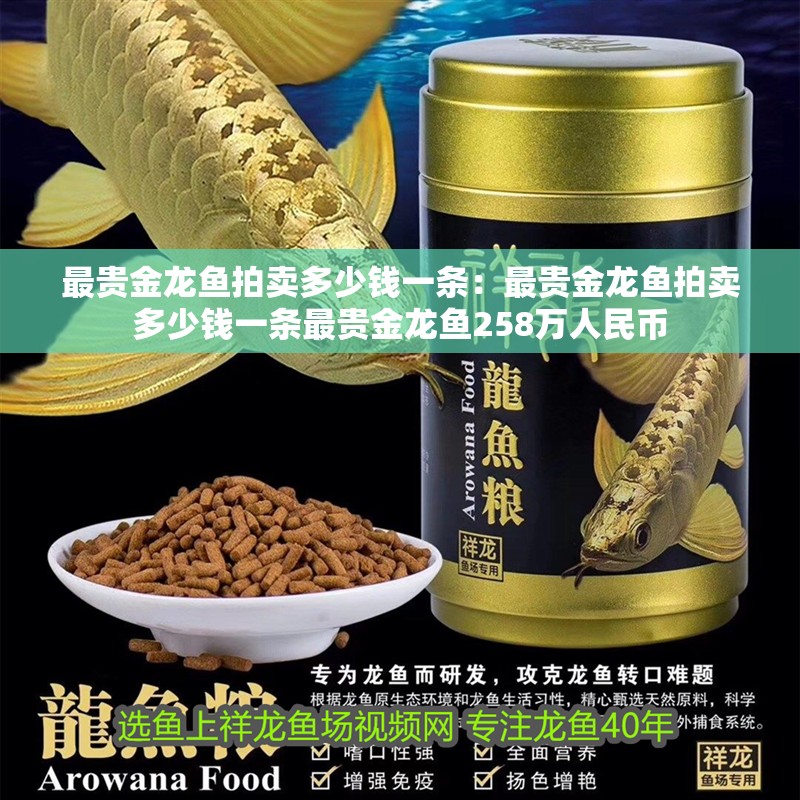 最貴金龍魚拍賣多少錢一條：最貴金龍魚拍賣多少錢一條最貴金龍魚258萬人民幣
