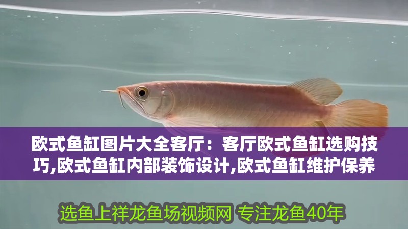 歐式魚缸圖片大全客廳：客廳歐式魚缸選購技巧,歐式魚缸內(nèi)部裝飾設(shè)計,歐式魚缸維護保養(yǎng)方法