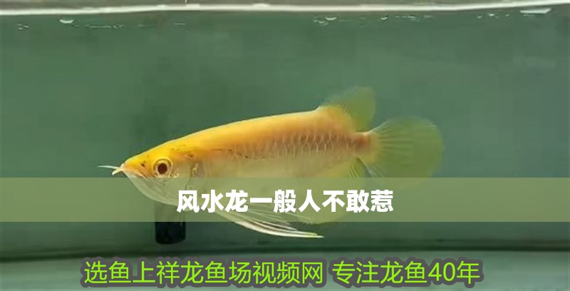 風水龍一般人不敢惹