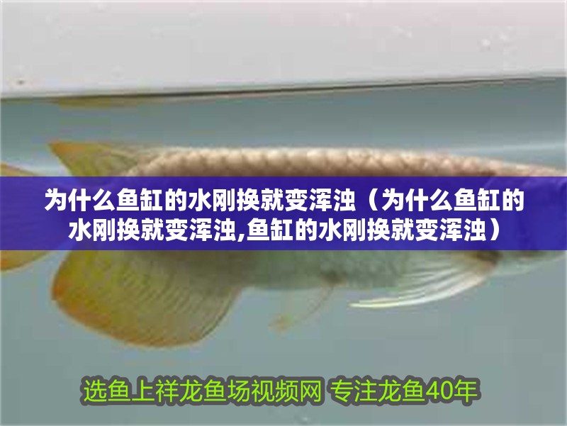 為什么魚缸的水剛換就變渾濁（為什么魚缸的水剛換就變渾濁,魚缸的水剛換就變渾濁）