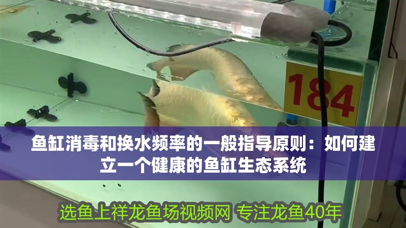 魚缸消毒和換水頻率的一般指導原則：如何建立一個健康的魚缸生態系統
