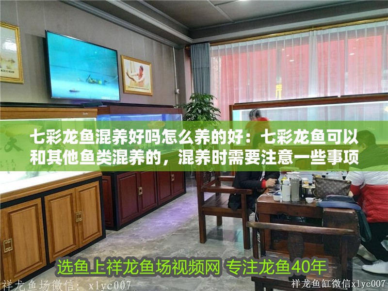 七彩龍魚混養好嗎怎么養的好：七彩龍魚可以和其他魚類混養的，混養時需要注意一些事項