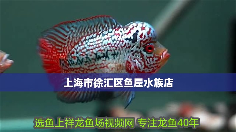 上海市徐匯區魚屋水族店