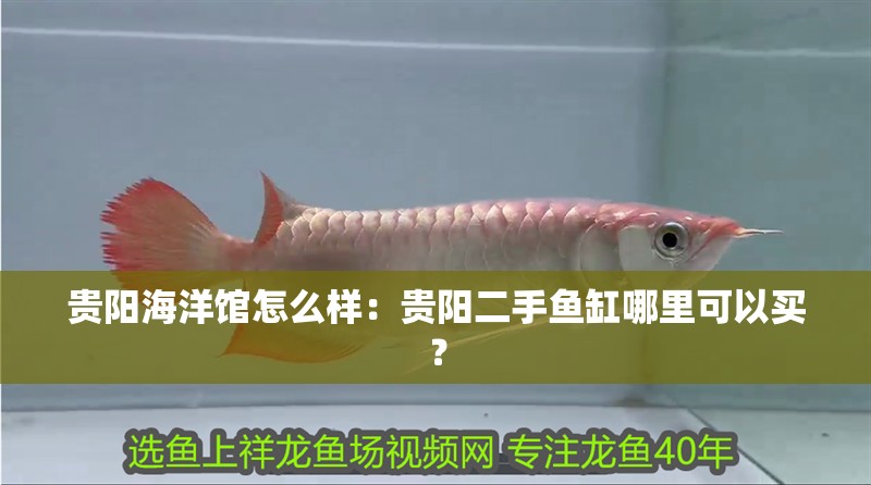 貴陽海洋館怎么樣：貴陽二手魚缸哪里可以買？
