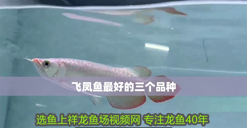 飛鳳魚最好的三個品種 飛鳳魚最好的三個品種 龍魚論壇