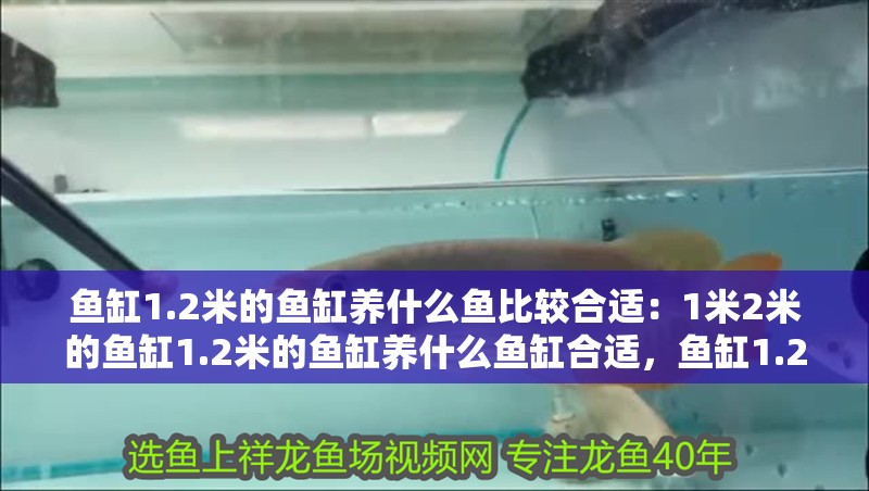 魚缸1.2米的魚缸養什么魚比較合適：1米2米的魚缸1.2米的魚缸養什么魚缸合適，魚缸1.2米合適嗎 魚缸1.2米的魚缸養什么魚比較合適：1米2米的魚缸1.2米的魚缸養什么魚缸合適，魚缸1.2米合適嗎 魚缸百科