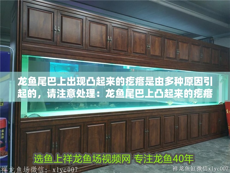 龍魚尾巴上出現凸起來的疙瘩是由多種原因引起的，請注意處理：龍魚尾巴上凸起來的疙瘩是怎么回事