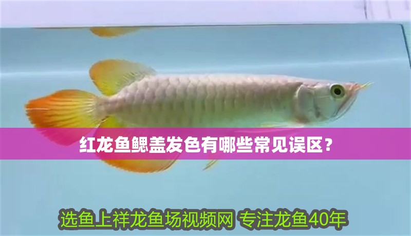 紅龍魚鰓蓋發色有哪些常見誤區？ 紅龍魚鰓蓋發色有哪些常見誤區？ 龍魚論壇
