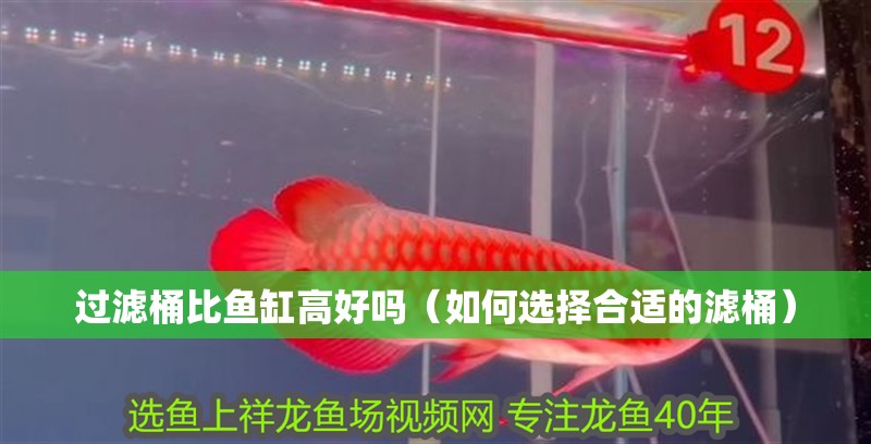 過濾桶比魚缸高好嗎（如何選擇合適的濾桶）