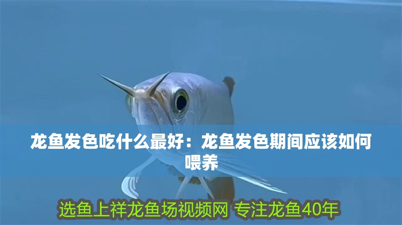 龍魚發(fā)色吃什么最好：龍魚發(fā)色期間應該如何喂養(yǎng)