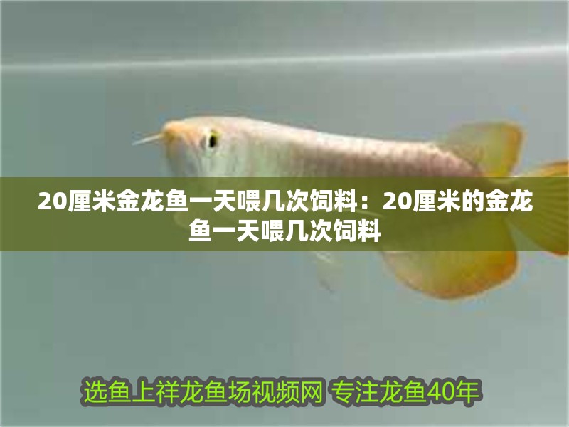 20厘米金龍魚(yú)一天喂幾次飼料：20厘米的金龍魚(yú)一天喂幾次飼料