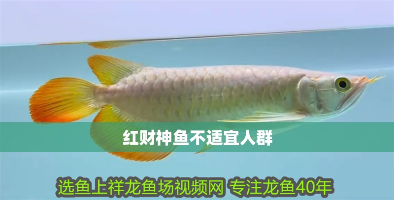紅財神魚不適宜人群